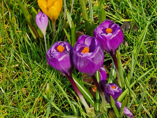 Voorjaar al in plantsoen in Genemuiden