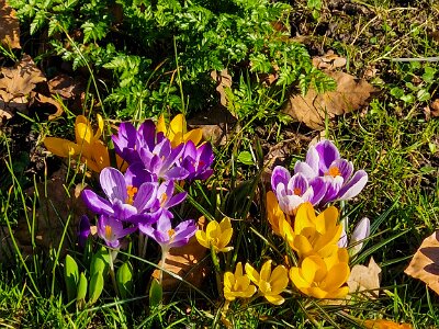 260302_Voorjaar_JK_6