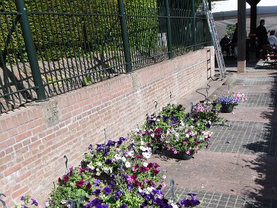 260509_Plantjes_BB_22